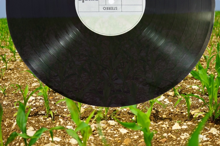 Vinyl records in a field