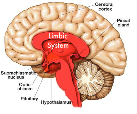 limbicsystem