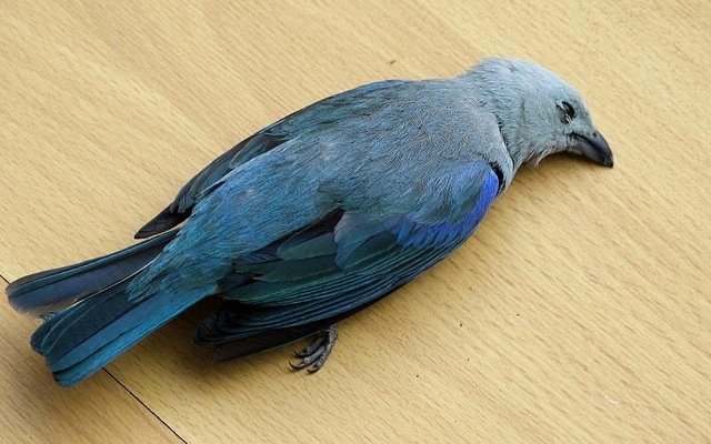 deadbluebird
