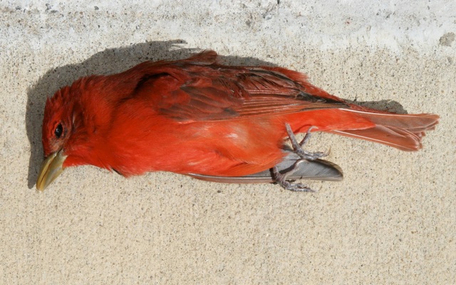 Live365: Dead January 31, 2016