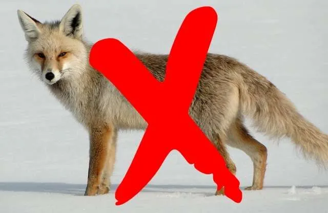 fox