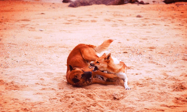 doginfighting