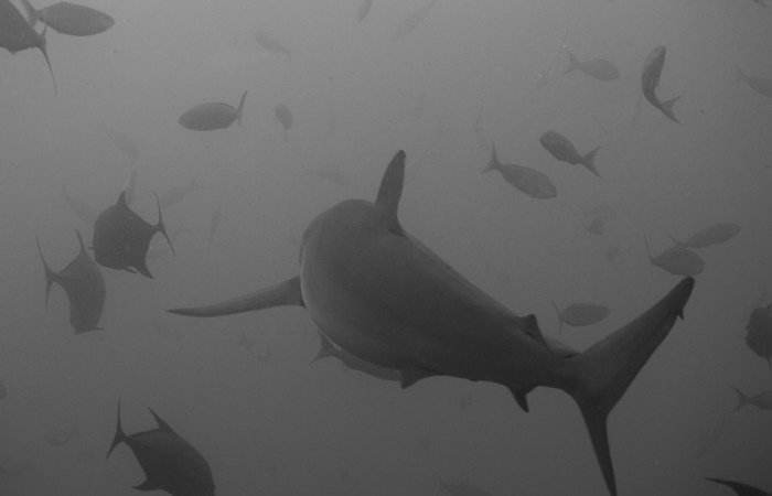 sharkruthless