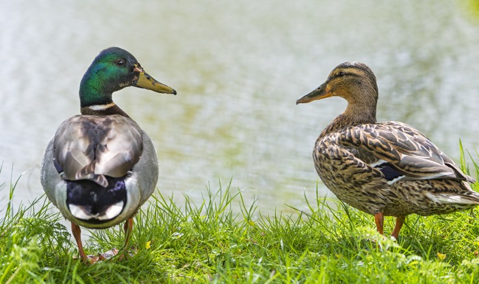 two_ducks