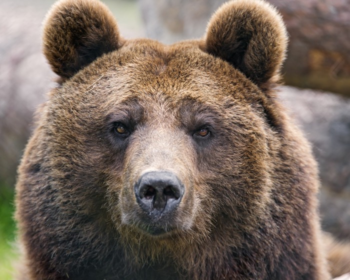 bear