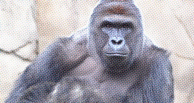 harambe