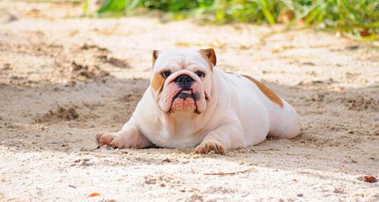 bulldog