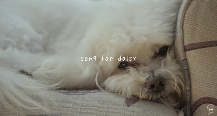 Calming music for dogs