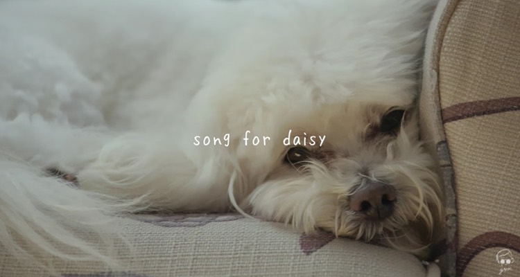 soft calming music for dogs