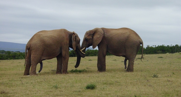 Facebook + Sony/ATV: the two elephants have decided to dance.