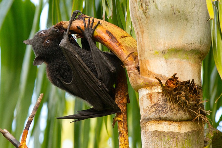 Black flying fox, one of several bat species that can transmit Australian Bat Lyssavirus (photo: Andrew Mercer (CC 4.0))