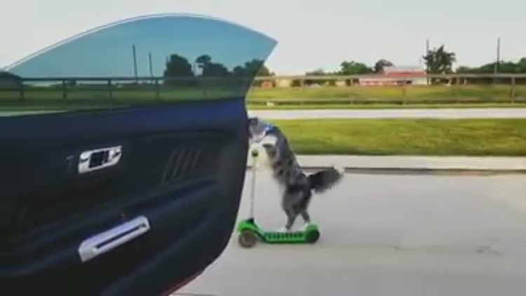 A dog on a scooter, next to a moving car, doing the #InMyFeelingsChallenge