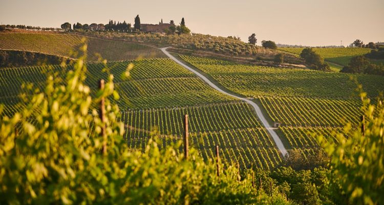 Sting tuscan estate wine