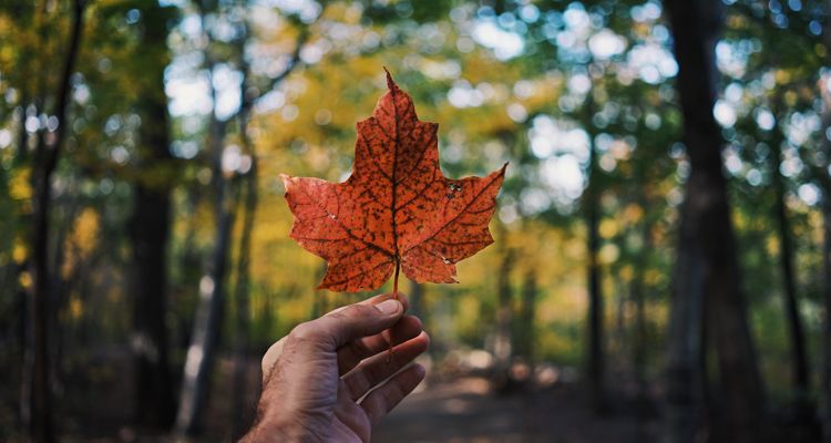 canada extends copyright