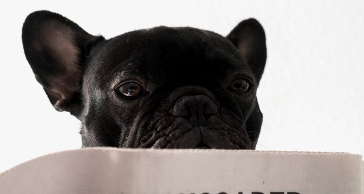 man who shot Lady Gaga dog walker sentenced to prison