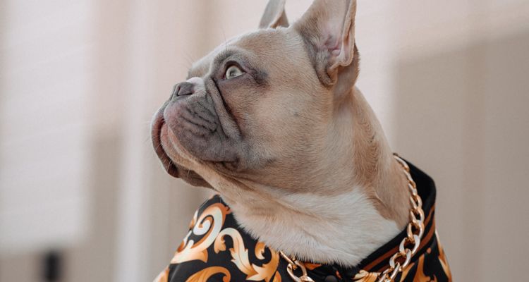 Lady Gaga stolen dogs woman sues the pop singer