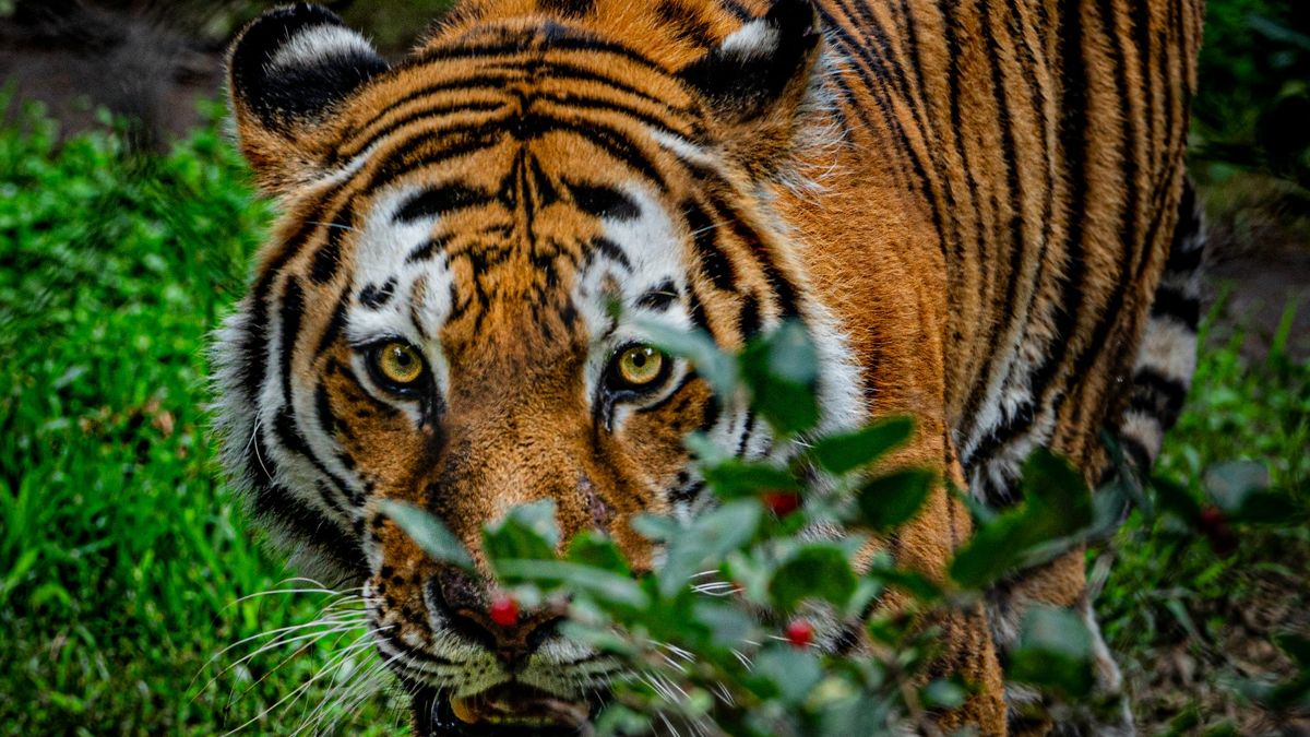 “Eye of the Tiger” Crosses 1 Billion Streams on Spotify