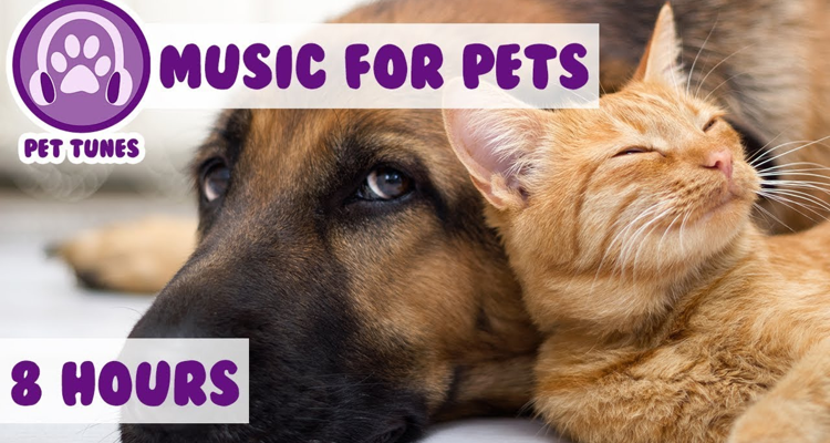 Create Music Group pets music