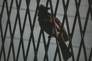 Diddy parole